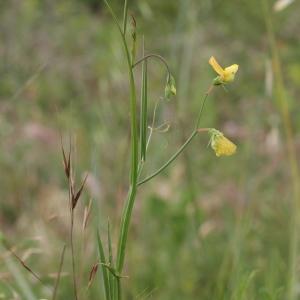 Photographie n°240158 du taxon Lathyrus annuus L.