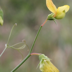 Photographie n°240159 du taxon Lathyrus annuus L.