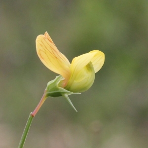 Photographie n°240160 du taxon Lathyrus annuus L.