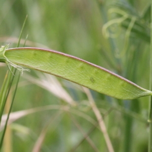 Photographie n°240161 du taxon Lathyrus annuus L.