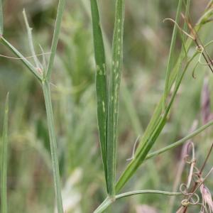 Photographie n°240162 du taxon Lathyrus annuus L.