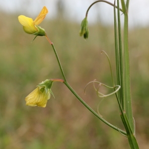 Photographie n°240164 du taxon Lathyrus annuus L.