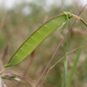 Photographie n°240165 du taxon Lathyrus annuus L.