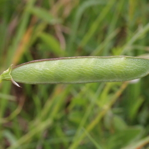 Photographie n°240166 du taxon Lathyrus annuus L.