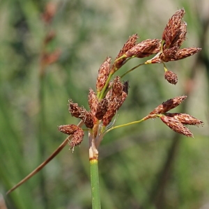 Photographie n°240203 du taxon Scirpus lacustris L. [1753]