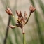  Marie  Portas - Scirpus lacustris L. [1753]