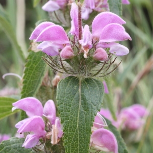 Photographie n°240216 du taxon Phlomis herba-venti subsp. herba-venti