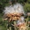  Marie  Portas - Silybum marianum (L.) Gaertn.