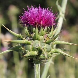 Photographie n°240229 du taxon Silybum marianum (L.) Gaertn.