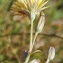  Marie  Portas - Crepis bursifolia L. [1753]