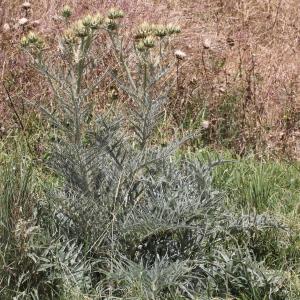 Photographie n°240238 du taxon Cynara cardunculus L.