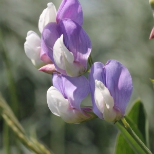 Lathyrus incurvus (Roth) Willd.