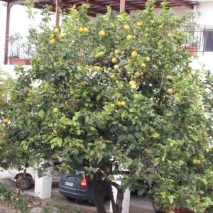 Photographie n°240261 du taxon Citrus limon (L.) Burm.f. [1768]