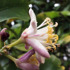 Photographie n°240262 du taxon Citrus limon (L.) Burm.f. [1768]