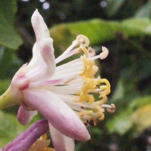Photographie n°240263 du taxon Citrus limon (L.) Burm.f. [1768]