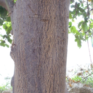 Photographie n°240264 du taxon Citrus limon (L.) Burm.f. [1768]