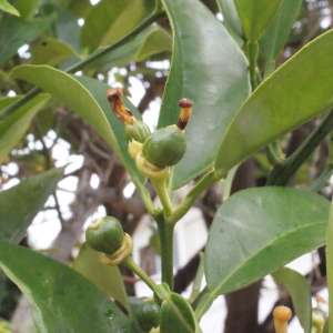 Photographie n°240265 du taxon Citrus limon (L.) Burm.f. [1768]