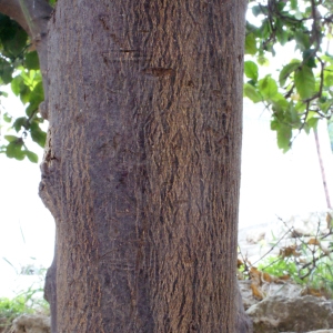 Photographie n°240267 du taxon Citrus limon (L.) Burm.f. [1768]