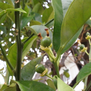 Photographie n°240268 du taxon Citrus limon (L.) Burm.f. [1768]