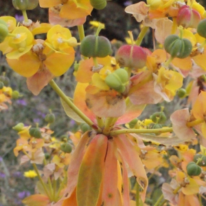 Photographie n°240275 du taxon Euphorbia dendroides L. [1753]