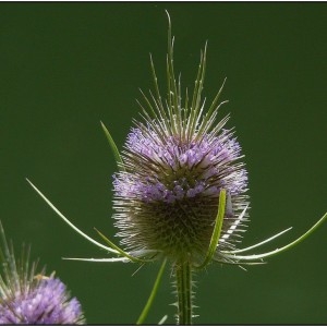 Photographie n°240278 du taxon Dipsacus fullonum sensu H.J.Coste [1903]