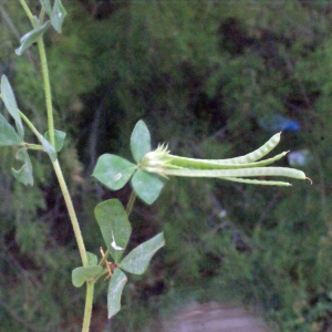 Photographie n°240291 du taxon Lotus ornithopodioides L. [1753]