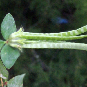 Photographie n°240292 du taxon Lotus ornithopodioides L. [1753]