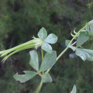 Photographie n°240294 du taxon Lotus ornithopodioides L. [1753]