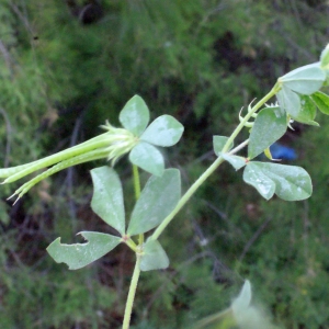 Photographie n°240295 du taxon Lotus ornithopodioides L. [1753]