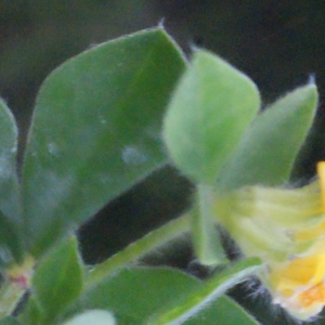 Photographie n°240297 du taxon Lotus ornithopodioides L. [1753]