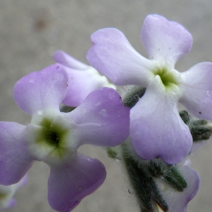 Photographie n°240308 du taxon Matthiola tricuspidata (L.) R.Br. [1812]