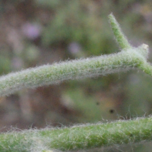 Photographie n°240315 du taxon Matthiola tricuspidata (L.) R.Br. [1812]