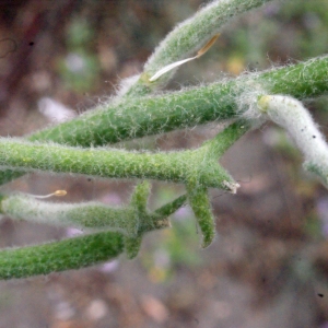 Photographie n°240316 du taxon Matthiola tricuspidata (L.) R.Br. [1812]