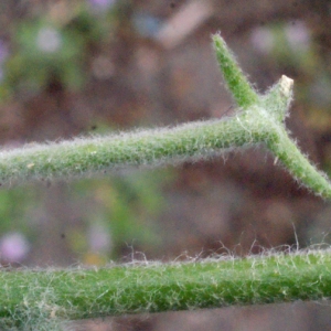 Photographie n°240317 du taxon Matthiola tricuspidata (L.) R.Br. [1812]