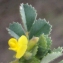  Liliane Roubaudi - Medicago littoralis Rohde ex Loisel. [1810]