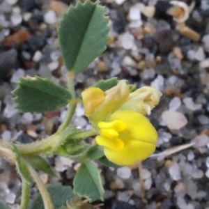 Photographie n°240337 du taxon Medicago littoralis Rohde ex Loisel. [1810]