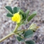  Liliane Roubaudi - Medicago littoralis Rohde ex Loisel. [1810]