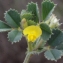  Liliane Roubaudi - Medicago littoralis Rohde ex Loisel. [1810]