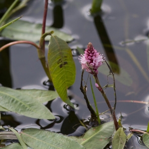 Photographie n°240357 du taxon Persicaria amphibia (L.) Gray [1821]