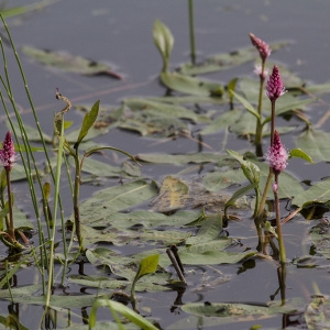 Photographie n°240358 du taxon Persicaria amphibia (L.) Gray [1821]