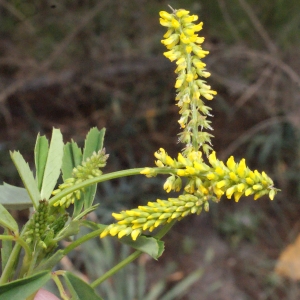 Photographie n°240379 du taxon Melilotus neapolitanus Ten. [1815]