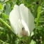  Jean-Claude Echardour - Vicia lutea L. [1753]