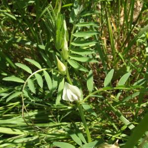 Photographie n°240395 du taxon Vicia lutea L. [1753]