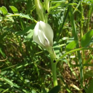 Photographie n°240396 du taxon Vicia lutea L. [1753]