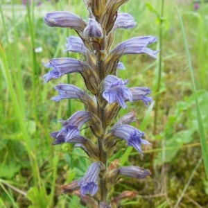 Orobanche caerulea Vill. (Orobanche pourpre)