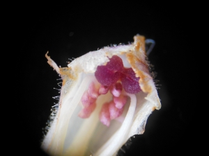 Dominique Remaud, le  2 juin 2014 (Guerville (bord de N 13))