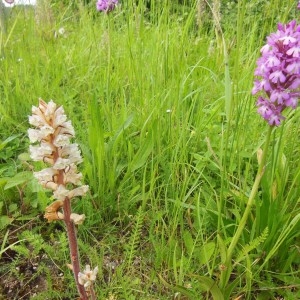 Photographie n°240434 du taxon Orobanche picridis F.W.Schultz