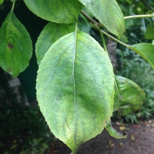 Photographie n°240451 du taxon Malus pumila Mill. [1768]