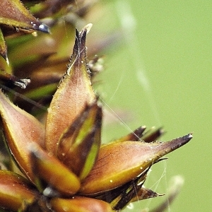 Photographie n°240464 du taxon Carex vulpina L. [1753]