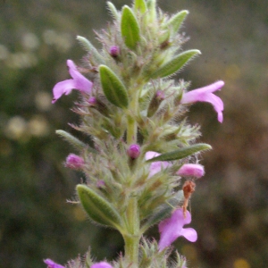 Photographie n°240472 du taxon Micromeria graeca (L.) Benth. ex Rchb. [1831]